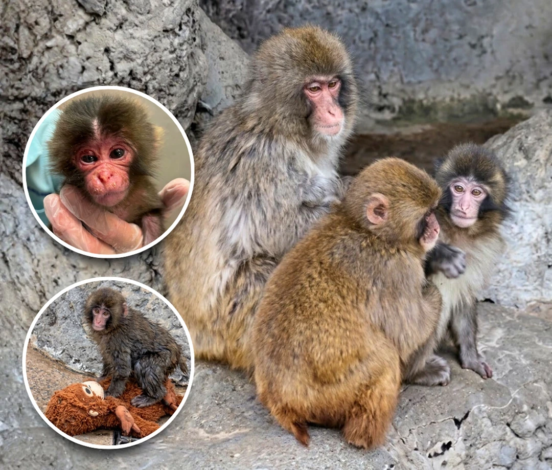 Punch Fall Into a Pond